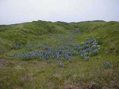 shemya-lupine in bloom