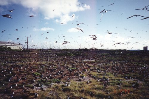Johnston Island  - birds (1999)